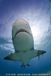 The more sun the more sharks!!! Lemon Sharks swim and pat... by Steven Anderson 
